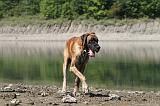 DOGUE ALLEMAND 147